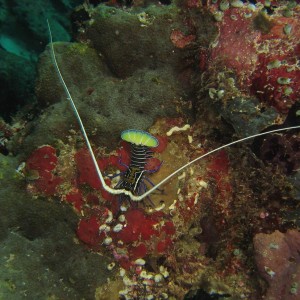 Painted Spiny Lobster - Panulirus versicolor