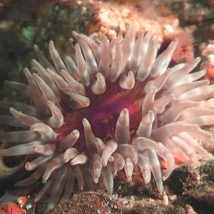 Sea anemone Denmark 03