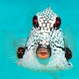 lip from a trunkfish