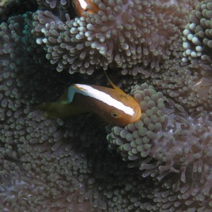 Orange Anemonefish