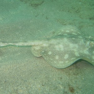 Yellow Stingray