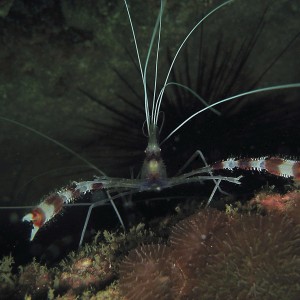 Banded Coral Shrimp