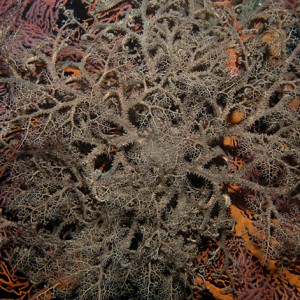 Basket star searching for food