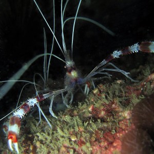 Banded Coral Shrimp