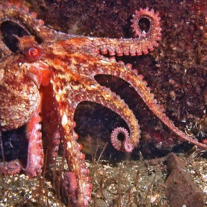 Red octopus