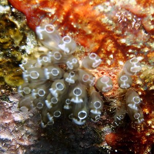 Bulb Tunicates