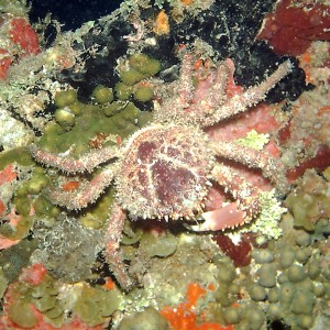 Channel Clinging Crab