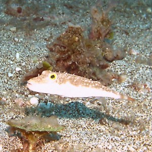 Checkered Puffer