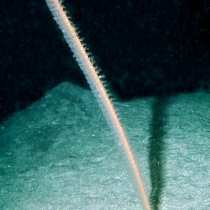 Feather Sea Pen