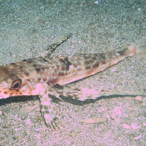 Flying Gurnard