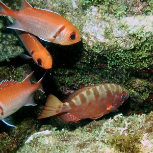 Glasseye Snapper with Blackbar Soldierfish