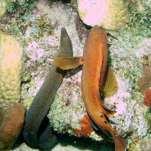 Goldentail Moray and Coney