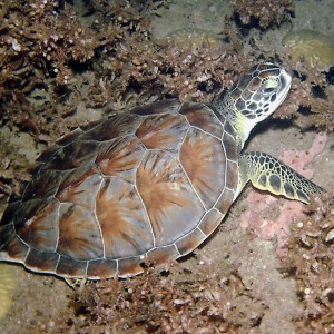 Green Turtle - Juvenile