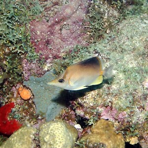 Longsnout Butterflyfish