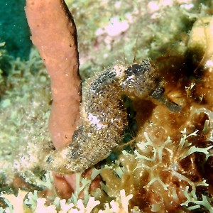 Longsnout Seahorse - Bi-colored