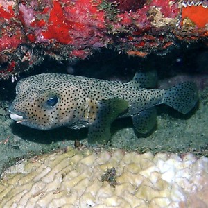 Porcupinefish