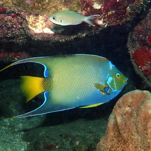 Queen Angelfish