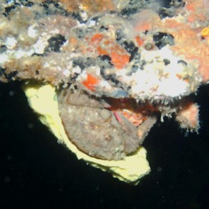 Redeye Sponge Crab with Yellow Sponge Cap