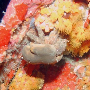 Redeye Sponge Crab with Brown Sponge Cap