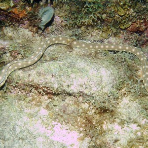 Sharptail Eel