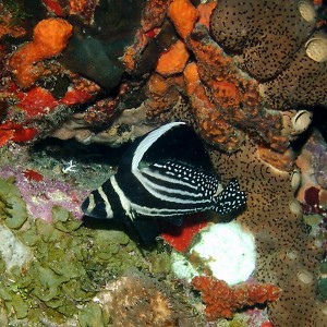 Spotted Drum - Adult