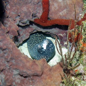 Spotted Moray