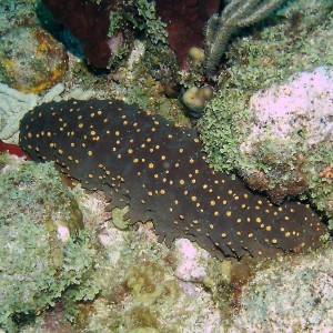 Three Rowed Sea Cucumber