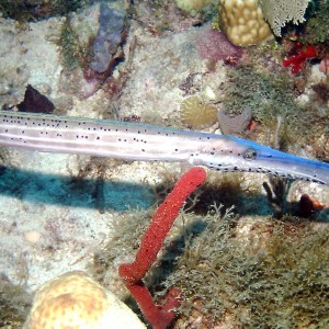 Trumpetfish