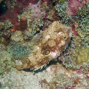 Web Burrfish