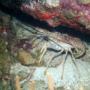 Caribbean Spiny Lobster