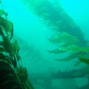 Kelp1
