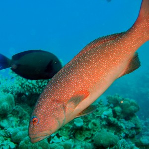 Red Bass and friend