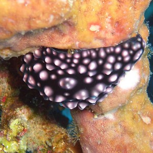 Nudibranch