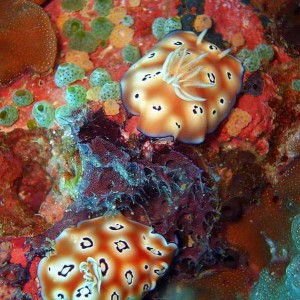 Nudibranch