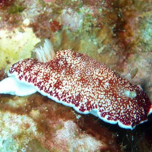 Nudibranch