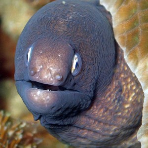 Moray