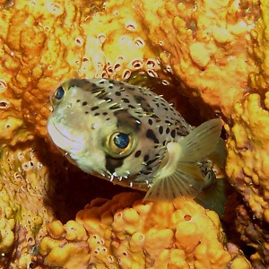 Balloonfish