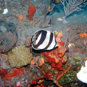 Banded Butterflyfish