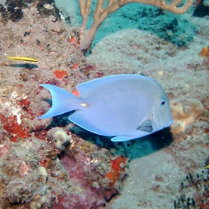 Blue Tang