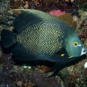 French Angelfish