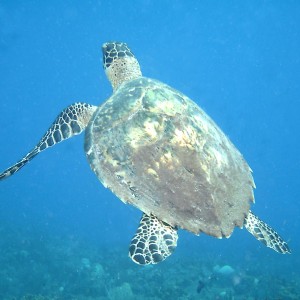 Hawksbill Turtle