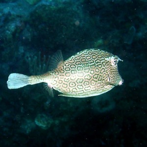 Honeycomb Cowfish