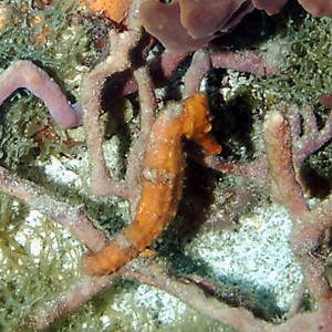 Longsnout Seahorse