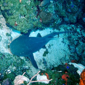 Nurse Shark