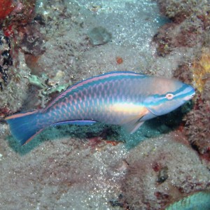 Princess Parrotfish