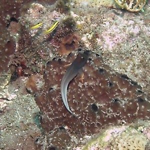 Redlip Blenny