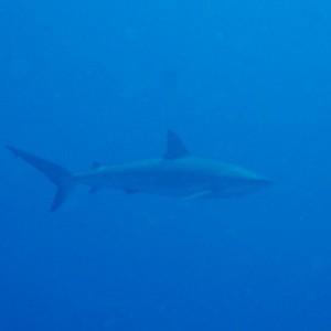 Reef Shark