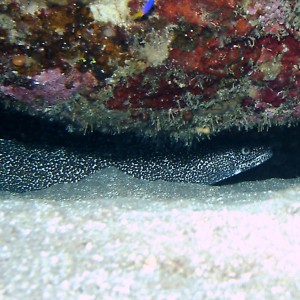 Spotted Moray