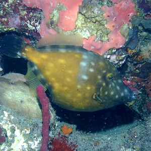 Whitespotted Filefish