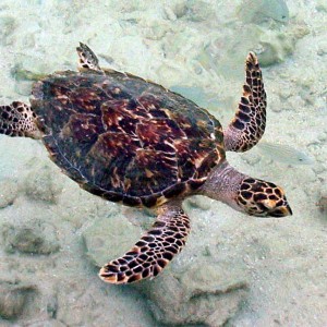 Hawksbill Turtle in reef House Pool